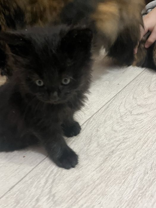 Пропоную чудових котят породи Мейн-кун.Питомник з хорошим родословним.