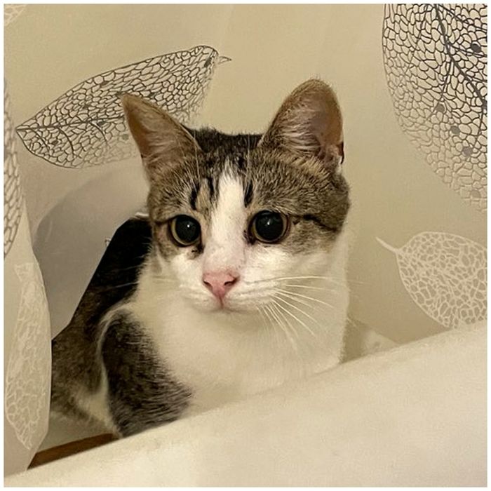 молода кішечка, ніжна, добра, щеплена, стерильна, шукає дім