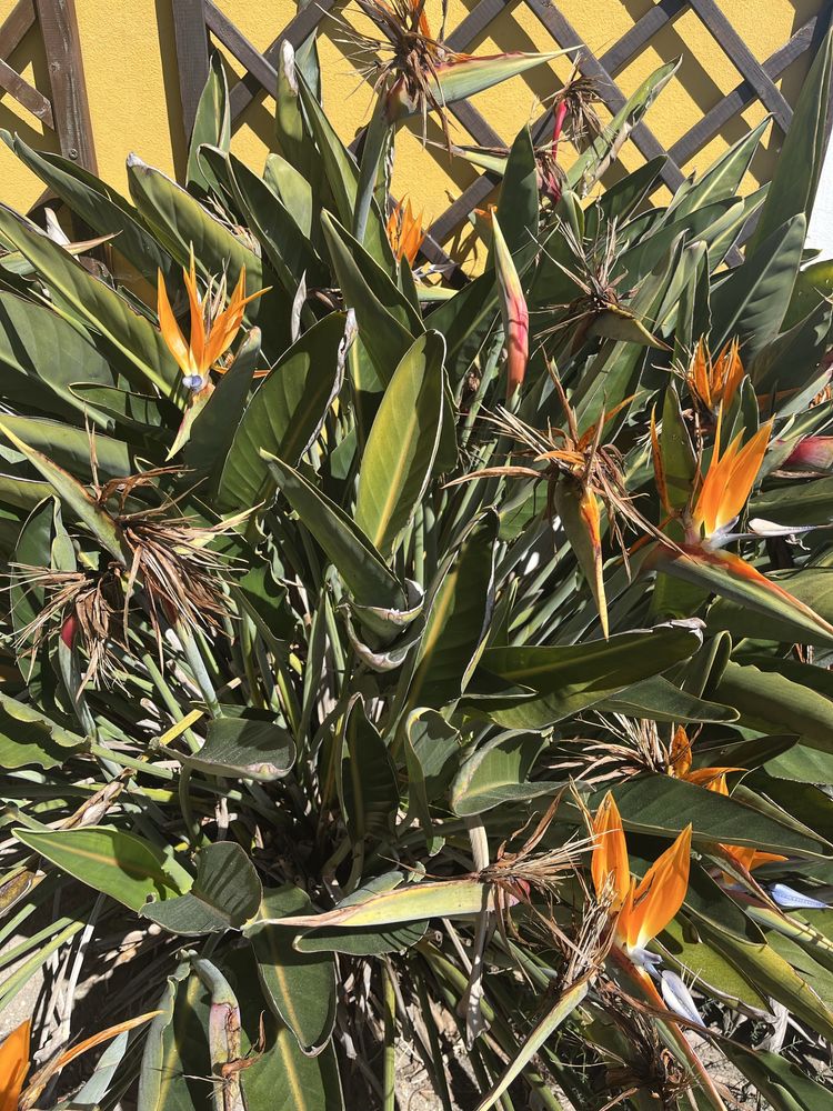 Estrelicias (planta)