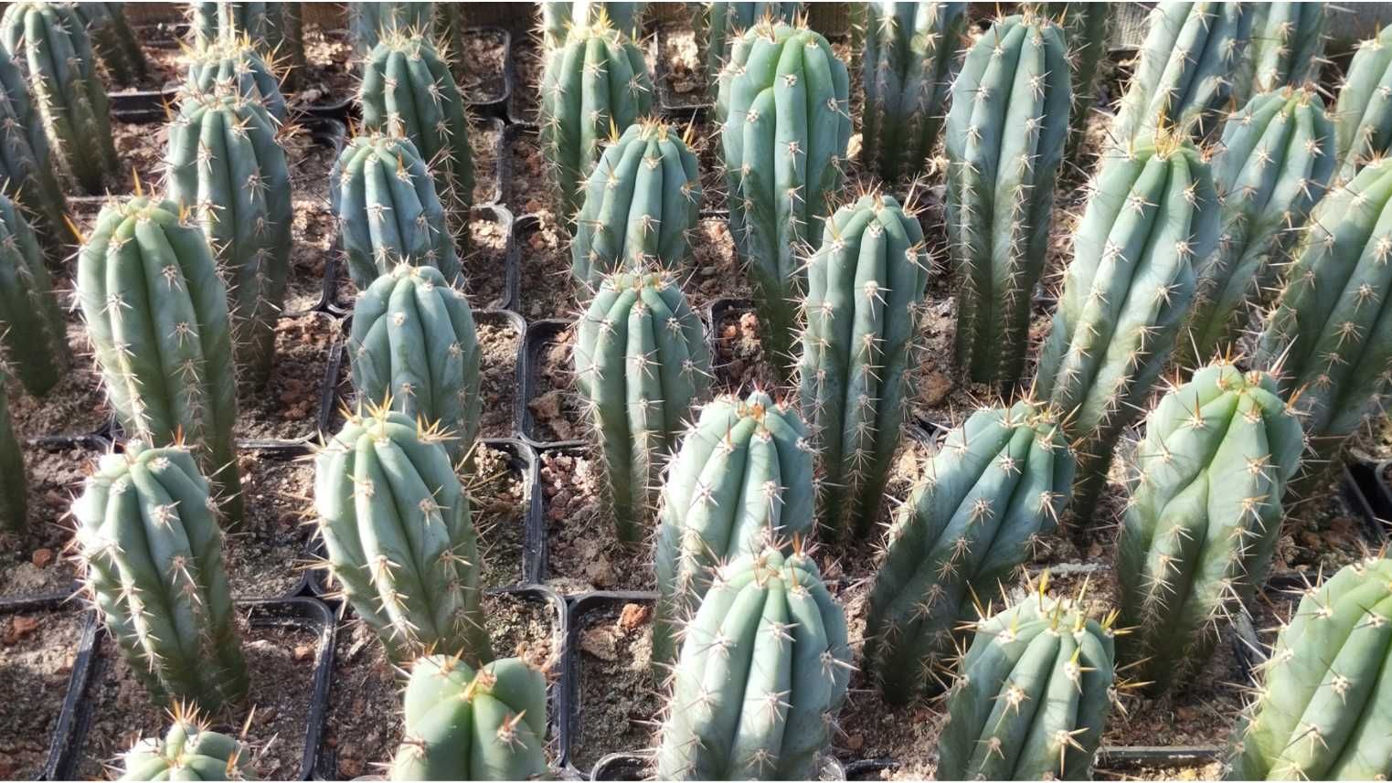 Trichocereus p kaktus kuzyn San Pedro z Peru plus gratisy