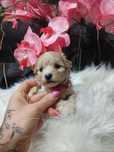 Maltipoo chlopak