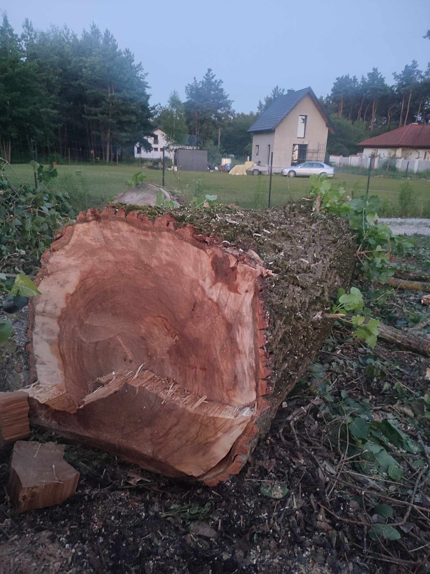 Kłody bale jesion topola na blaty, deski, meble