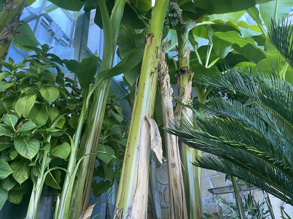 Casa Senherial de Luxo