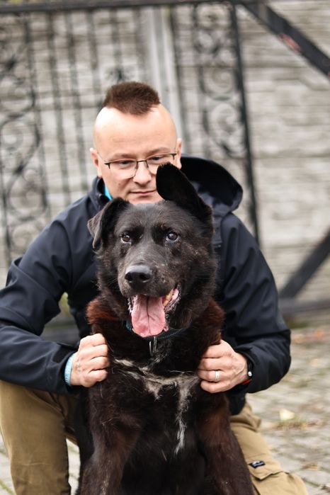 Ares kochany , łagodny, idealny pies