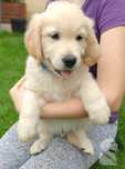 Golden Retriever ZKwP FCI Już do odbioru