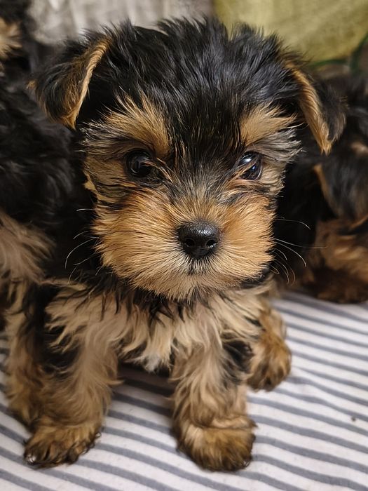 Śliczna dziewczynka rasy york