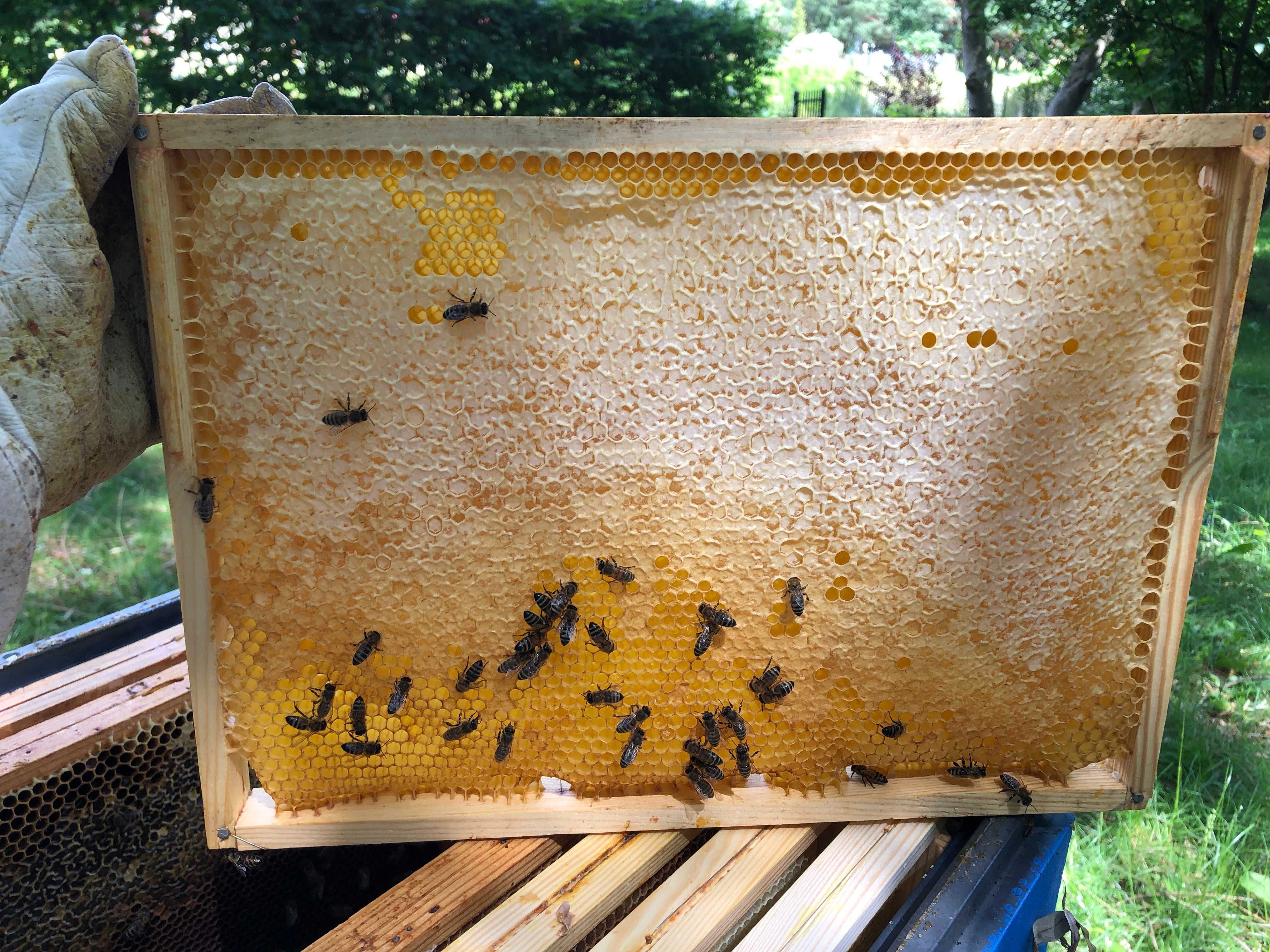 Miód pszczeli nawłociowy, wielokwiatowy i spadziowy 1,2kg