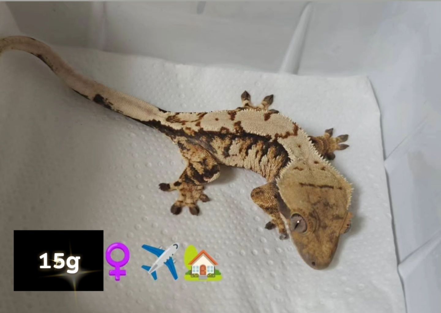 Gekon orzęsiony tricolor/harlequin samica 17g WeedGeckos