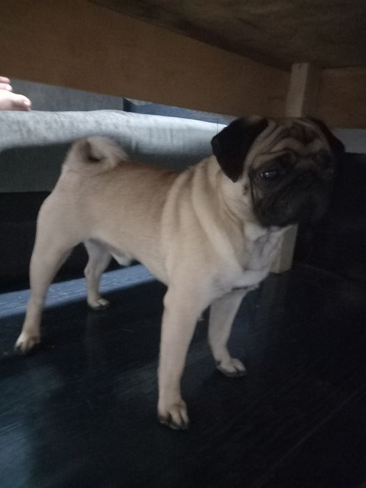 Мальчик мопс ищет подружку