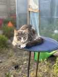 Kotki Maine coon