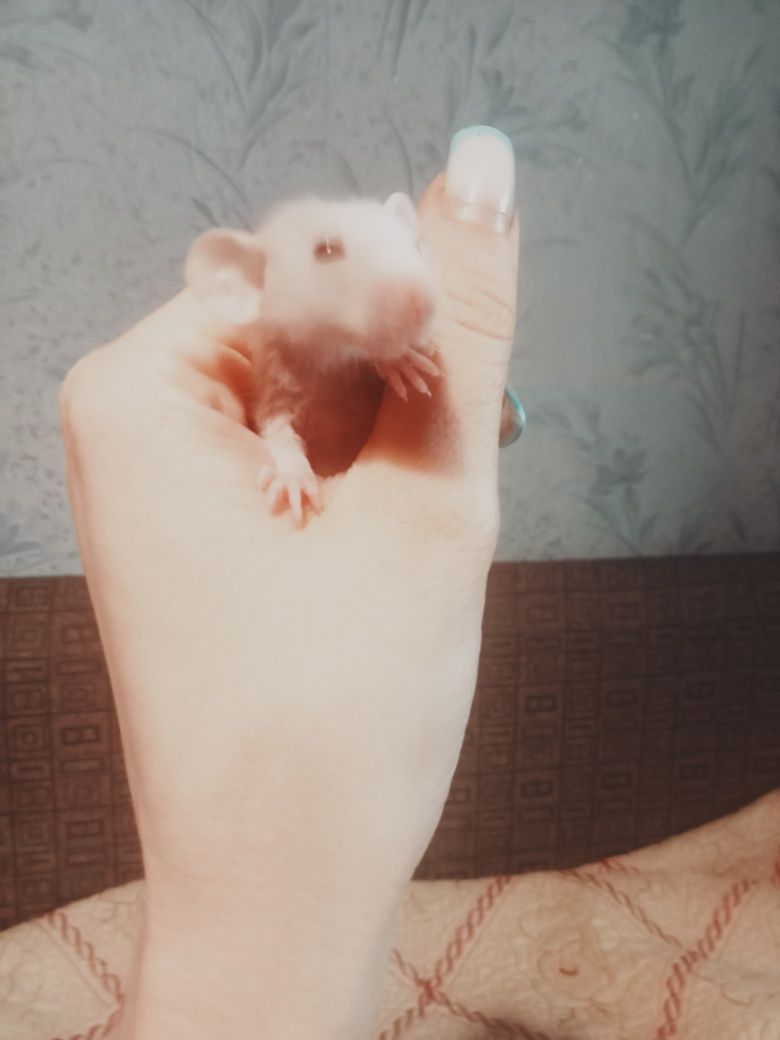 Продам крысят породы Дамбо