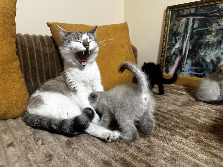 Сіамські кошенята