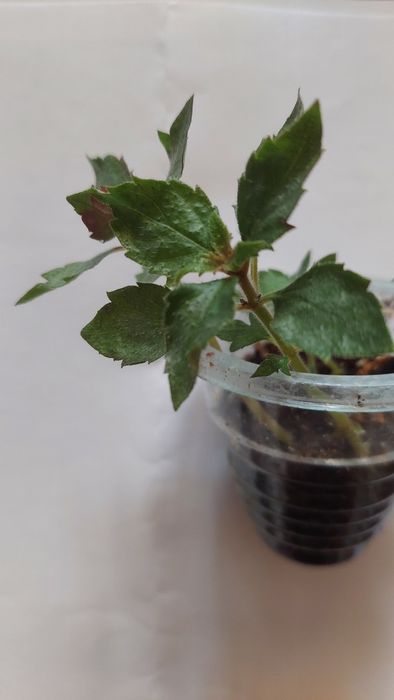 Ахіменес ахименес махровый яркий с бутонами