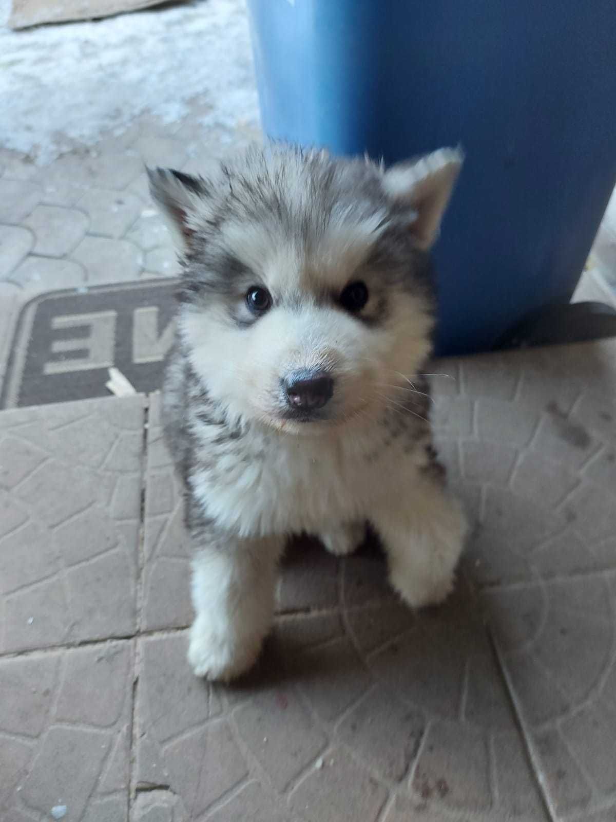 Siberian Husky Puppies