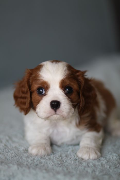 ***Cavalier King Charles Spaniel**
