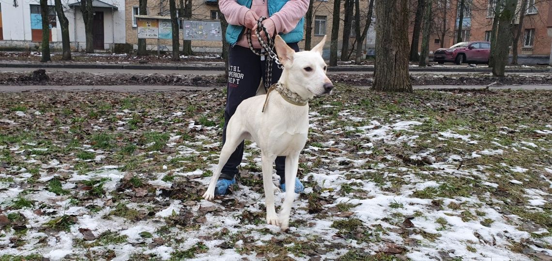 Отдадим песика в добрые руки (с международными документами)