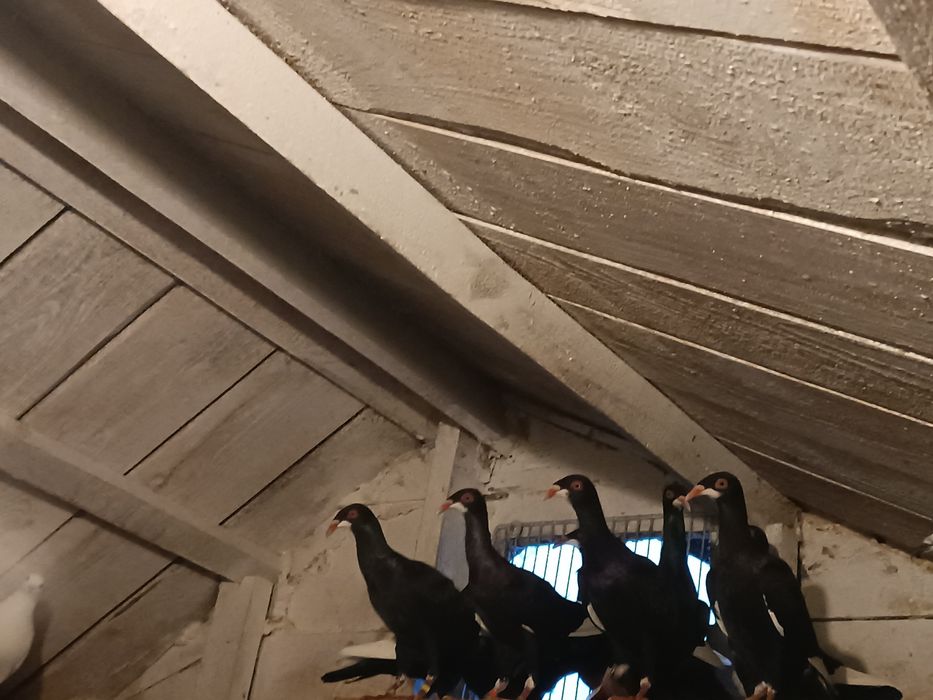 Gołębie ozdobne podbródki niemieckie