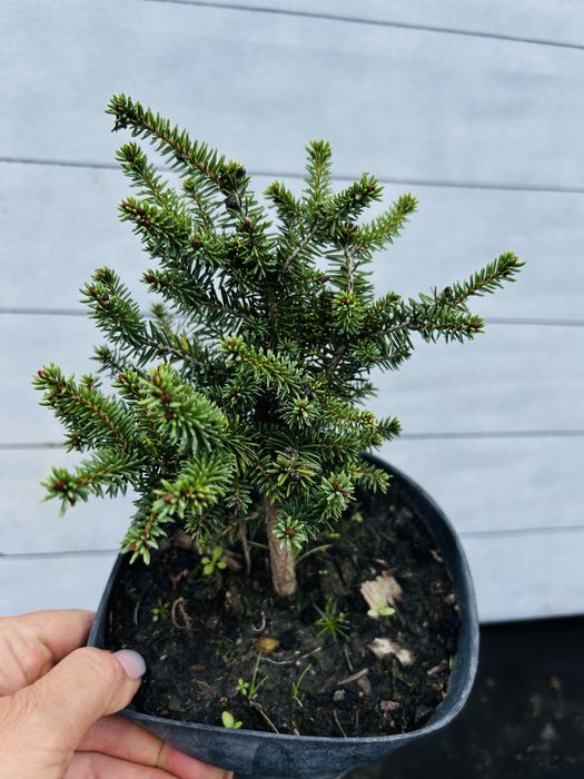 Ялинки, коніка, Дейзі вайт, піхта корейська