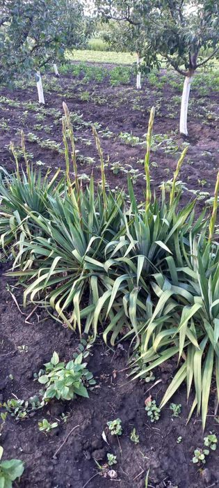 Продам квіти юка.