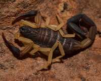 Древесный скорпион Centruroides bicolor малыши новичкам
