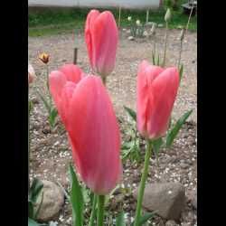 Тюльпаны (на луковицу и на стакан) жёлтые махровые и другие