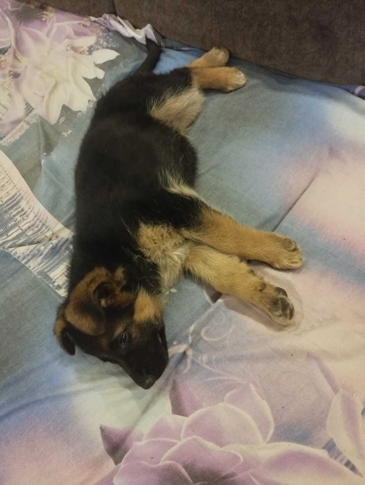 Цуценя німецької вівчарки