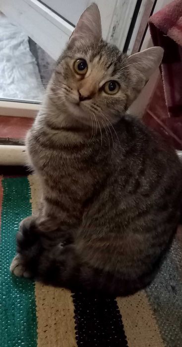 Віддам кошенят у добрі руки