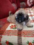 Piesek Shih -Tzu z rodowodem