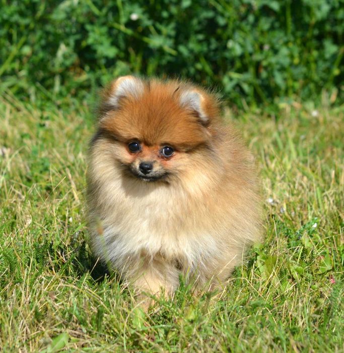 Szpic Miniaturowy Pomeranian śliczna suczka ZKwP FCI Cleo