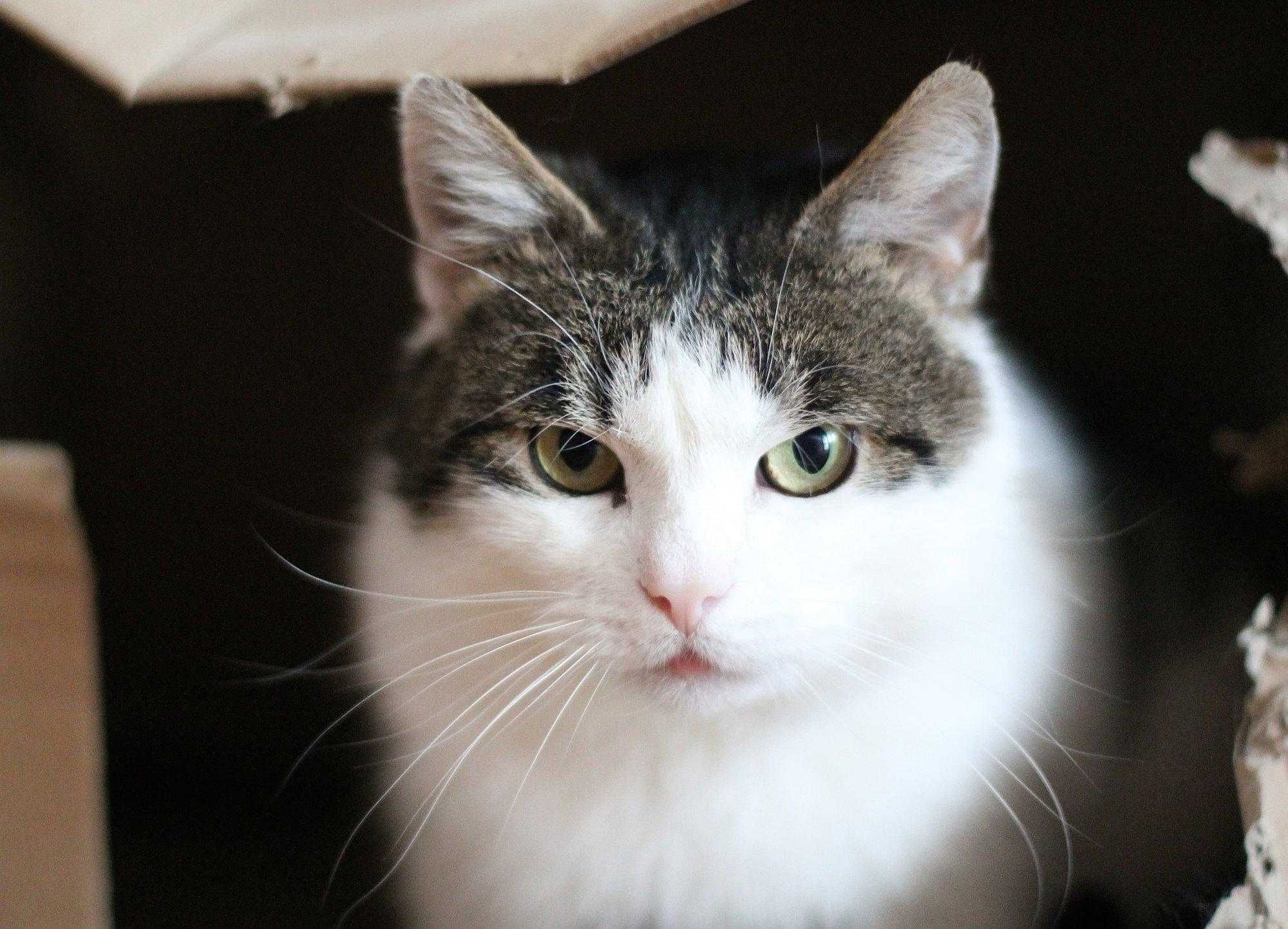 Bonifacy,miły kotek do adopcji.