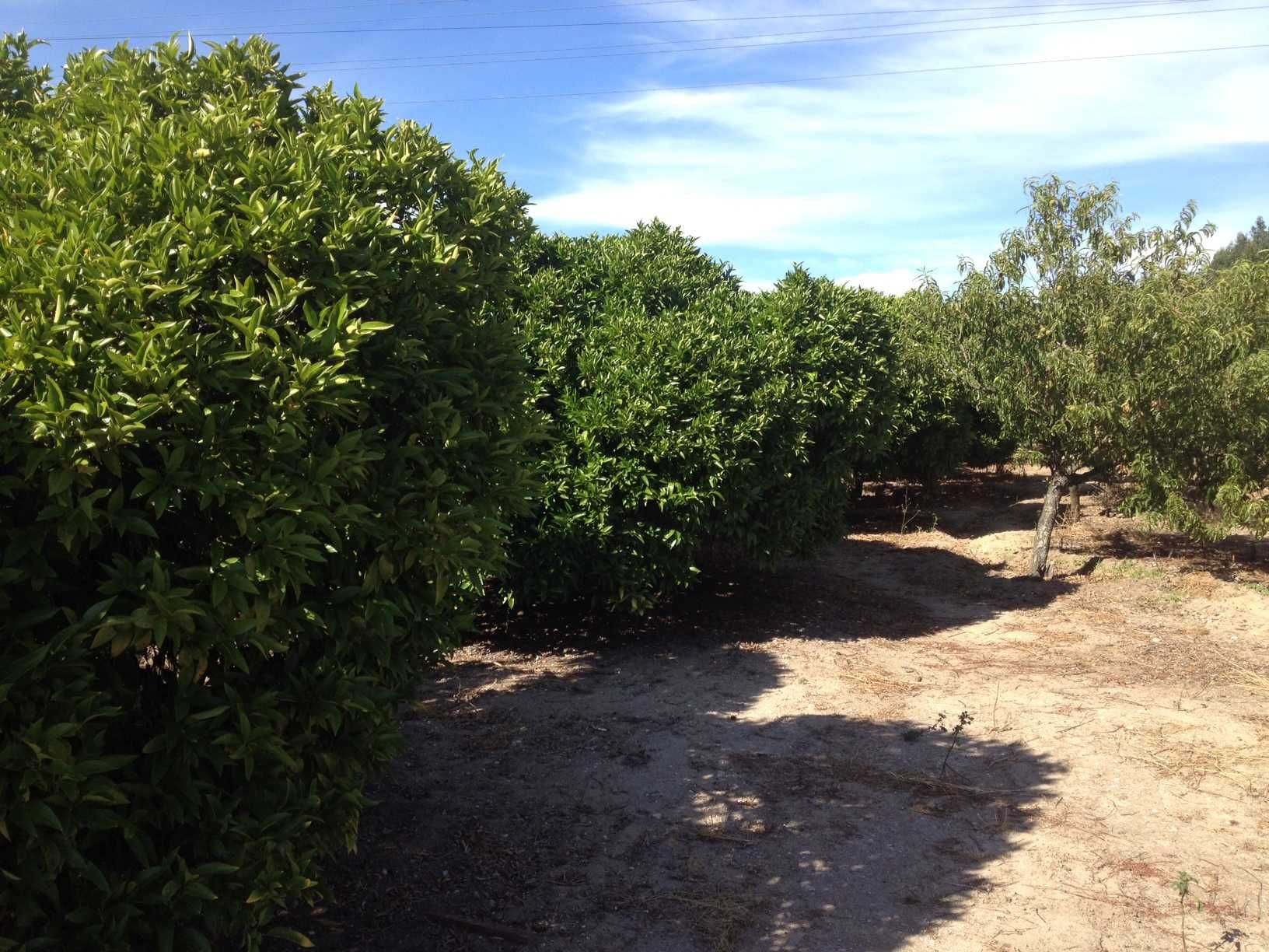 Aluga-se Quinta de produção agrícola - 2 Hectares - em PLENA produção