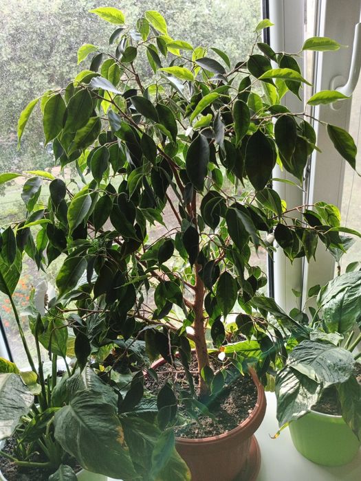 Продам фікус дорослий