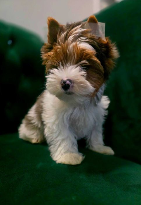 Yorkshire terrier Blueberry  dziewczynka.