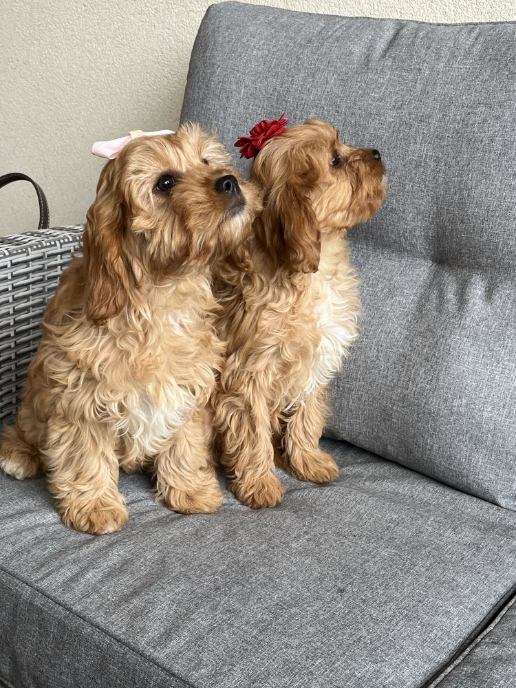 Cudowna suczka cavapoo gotowa do odbioru