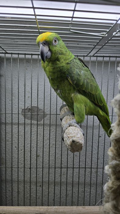 Papagaio Ocrocefalo