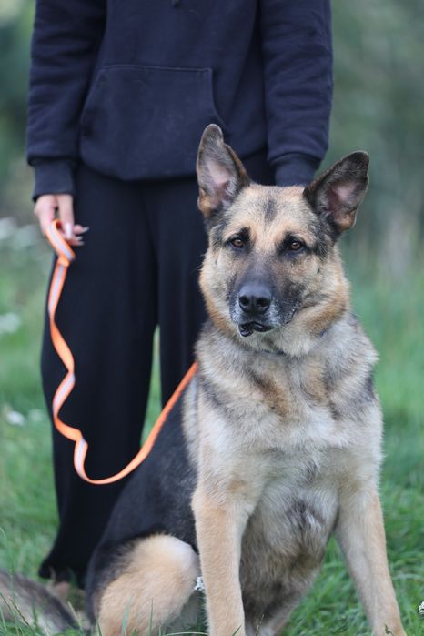 Owczarek niemiecki szuka domu