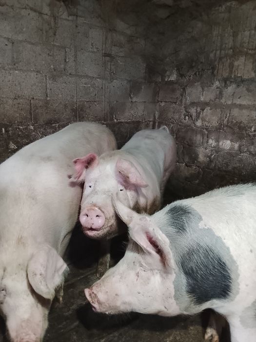Продаются свині живою вагою 150-170 кг