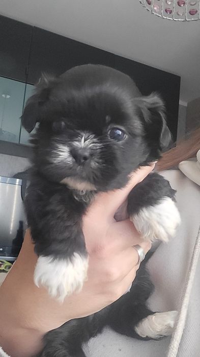 Shih-tzu shihtzu pies z rodowodem odbior początek grudnia