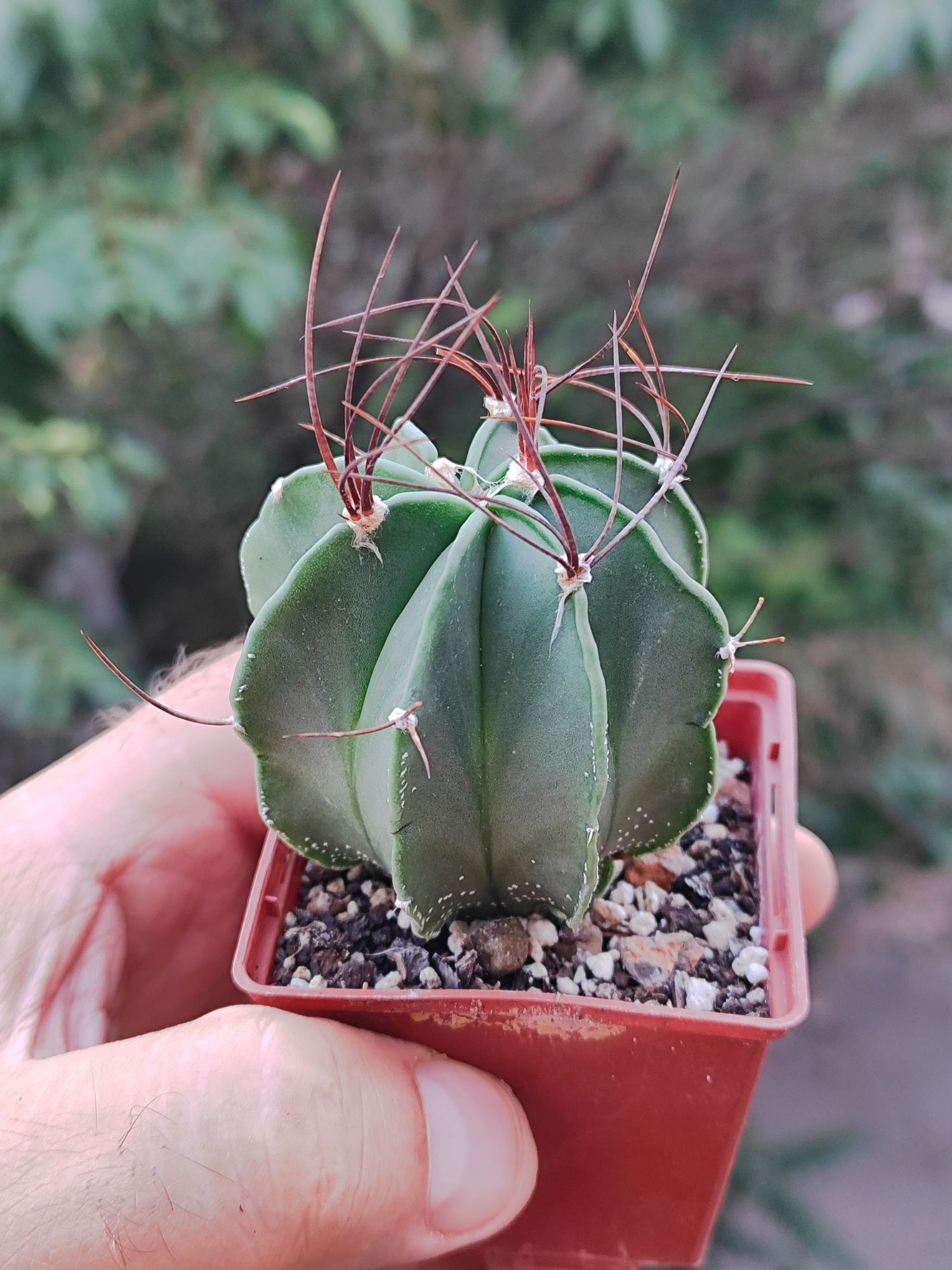 65гр. Astrophytum, Melocactus.