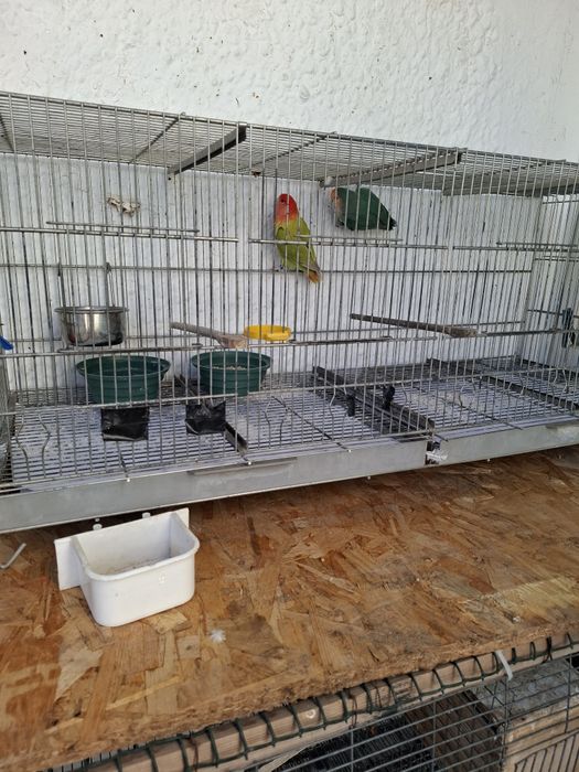 Algumas gaiolas disponíveis