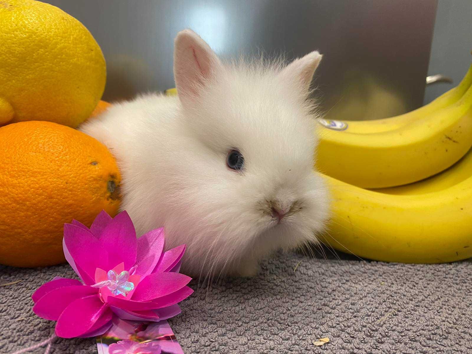 Белый карликовый кролик - ручные белоснежные крольчата
