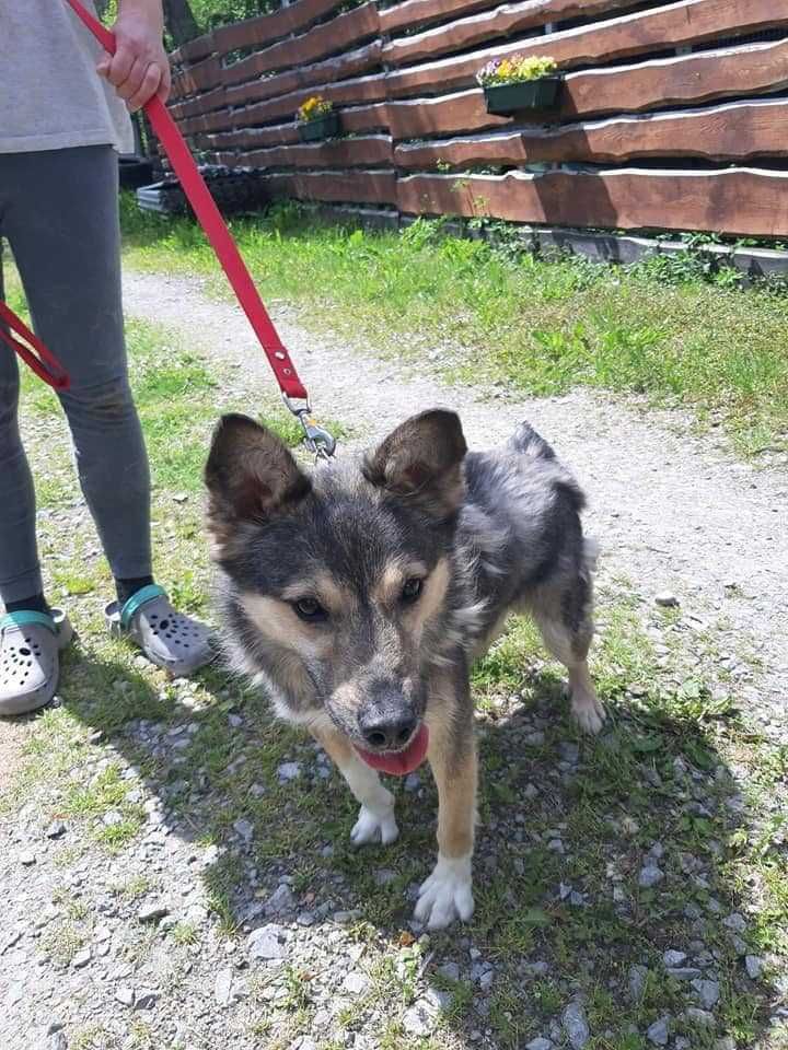 Pies do adopcji. Sam uśmiech, radość, wdzięczność.