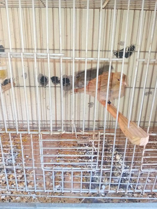 6 canarios com gaiolas ..