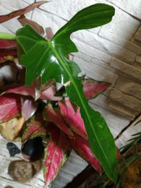 INTERNATIONAL Philodendron Longilobatum Leland Miyano 295Euro filodend