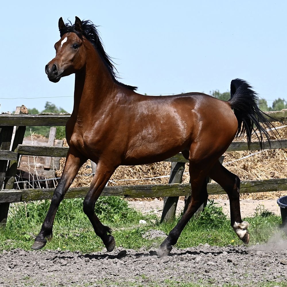 Ogierek arabski, arab