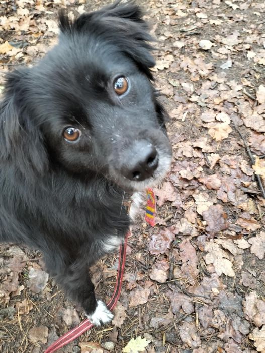 Sława- suczka do adopcji