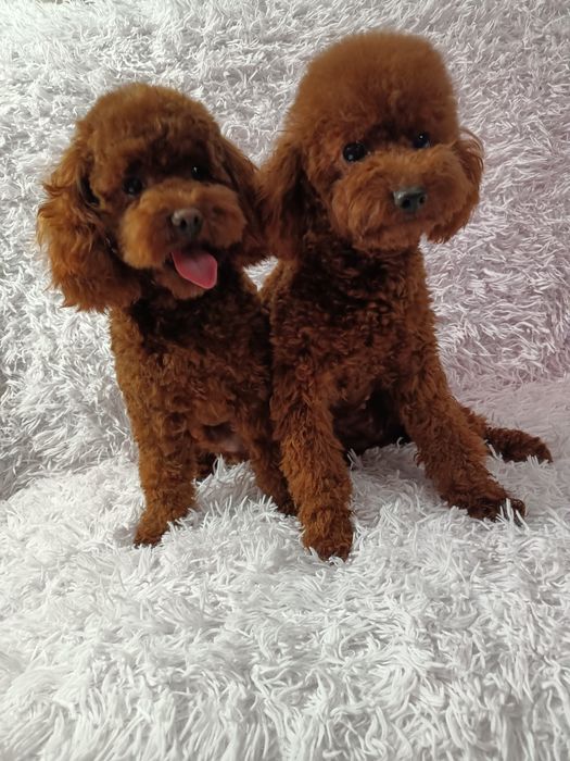 Pudel Toy dziewczynka chińska