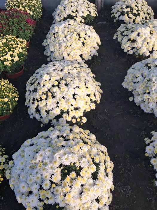 Chryzantemy drobnokwiatowe