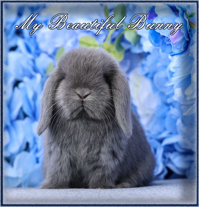 Piękny Króliczek Mini Lop - Niebieski
