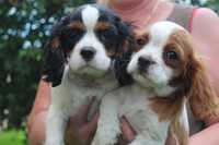 cavalier king charles spaniel